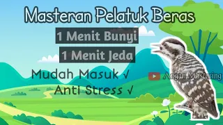 masteran pelatuk beras sampit 1 menit bunyi 1 menit jeda mudah masuk anti stres