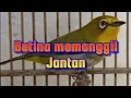 Download Lagu Suara Panggilan Pleci Betina Memancing Jantan Bunyi