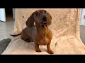 Mini dachshund is the best assistant chef