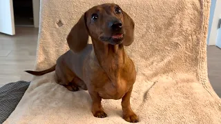 Mini dachshund is the best assistant chef