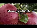 Download Lagu Mema gala 16316