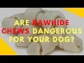 Are Rawhide Chews Dangerous for Your Dog