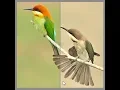 Change Grayscale Image to Color on Hover CSS Filter Effect