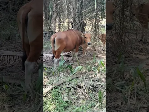 Sapi Sawit Lagi Istirahat, Adem di Bawah Pohon