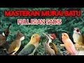 MASTERAN MURAI BATU FULL ISIAN TEMBAKAN MEWAH MUDAH DITIRU MURAI APAPUN ISIAN JERNIH SUARA JERNIH