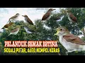 Download Lagu Suara Pikat Burung Pelanduk Semak Ampuh || Pelanduk Semak Betina Memanggil Jantan (bagian 2)