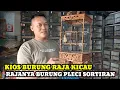 Download Lagu RAJANYA BURUNG PLECI SORTIRAN!!UPDATE HARGA BURUNG HARI INI DIKIOS RAJA KICAU PASA BURUNG PAMUKA