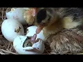 Ducks Sound -  Little Duckling quacking to Hatching ducking in Natural Hatching Time