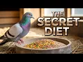 The Secret Diet That Turns Ordinary Pigeons Into Racing Champions Backed by Science