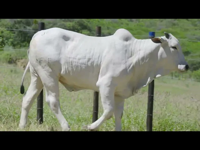 Novilha Nelore NFSF - 1122