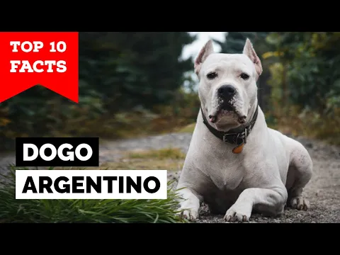Dogo Argentino - 10 najważniejszych faktów
