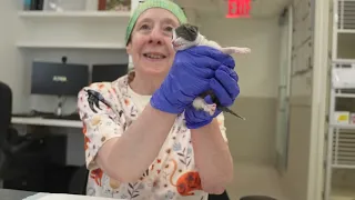 The Best Job in NY City Kitten Specialist at the ASPCA