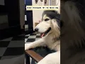Download Lagu Husky Sasha says Don’t Touch Me… Unless You’re My Mom 😤💕 #reels #explore #shorts #fyp