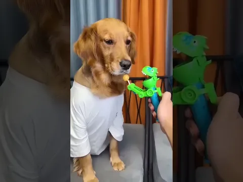 Funny dog #shorts
