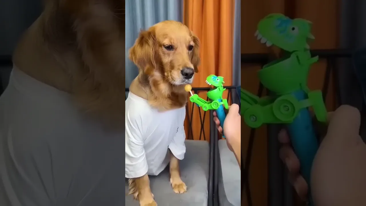 Funny dog #shorts