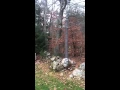Fisher Cat Sounds