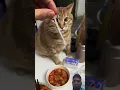 Download Lagu wo i aaa u i aaa 😅 #cat #cute #pets #funny #cutecat #chillcatmusic #vibes #catcover #sad