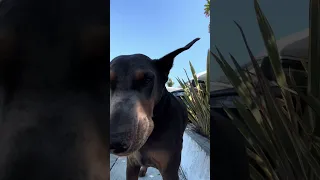 #Fyp #doberman #pets #dream #YouTube