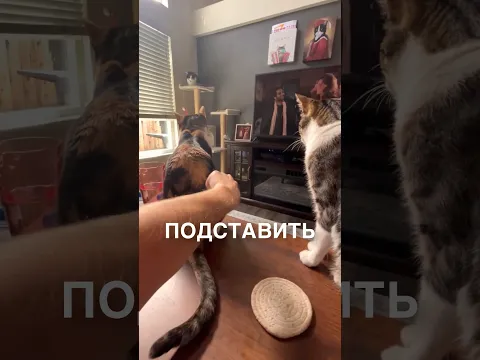 Подставила котика 😂 #истории #история #новости #новость #shorts