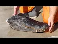 HOW TO CLEAN A GATOR SKULL ALLIGATOR SKULL CLEANING