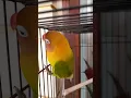 Download Lagu Lovebird Ngetik Mentil gigit ruji#shorts
