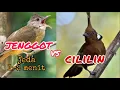 Download Lagu masteran cucak jenggot vs cililin jernih jeda 1-2 menit