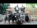 5 MASSIVE German Rottweilers UNDER 1 Roof