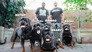 5 MASSIVE German Rottweilers UNDER 1 Roof