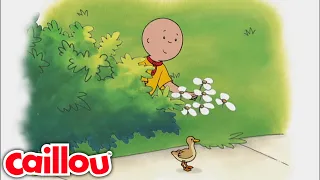 Die Entenfamilie | Cartoons voor kinderen | Caillou auf Deutsch