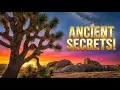 The Fascinating History of the Joshua Tree Joshua Tree National Park