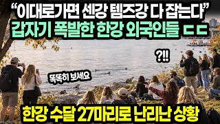 “이대로가면 센강 템즈강 다 잡는다”갑자기 폭발한 한강 외국인들 ㄷㄷ/ 한강 수달 27마리로 난리난 상황