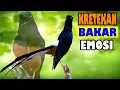 Download Lagu Suara Kretekan Murai batu gacor❗ Pancingan murai batu agar bunyi dan emosi !!!