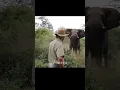 Download Lagu Tarzan VS Elephant 💀 #shorts #trollface #tarzan #elephant #aura #funk #edit #viral #viralvideo
