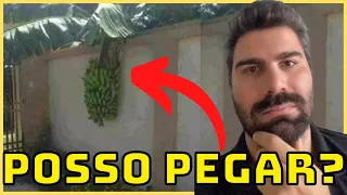 FRUTA DO VIZINHO, POSSO PEGAR? GALHO DA ÁRVORE DO VIZINHO Q INVADE SEU TERRENO. SAIBA SEUS DIREITOS