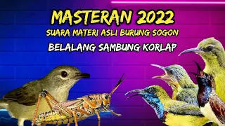 suara asli sogon masteran belalang sambung kolibri kelapa