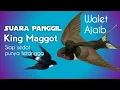 suara panggil walet (SP.KING MAGGOT) ORIGINAL Rakitan Walet Ajaib