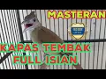 Lagu masteran kapas tembak audio jernih full isian