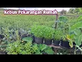 Download Lagu Panen sayuran di Kebun Pekarangan Rumah, kangkung,  tomat, cabe, waluh kembang kol 