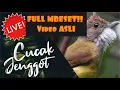 Download Lagu Masteran Wajib Murai Batu!!Cucak Jenggot Full mbeset #cucakjenggot#cucakjenggotgacor