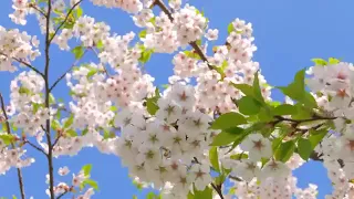 Improve Concentration -12 Hours of Ambient Study Music to Concentrate