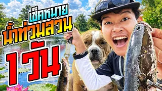 ตกปลาช่อนน้ำท่วมสวน 1 วัน!
