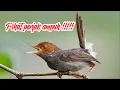 Download Lagu Suara pikat perjak paling ampuh !!!