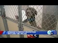 Syracuse negotiating with longtime shelter to continue stray animal services