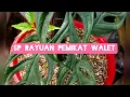 Download Lagu SP Rayuan Pemikat Walet