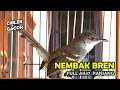 Download Lagu Masteran Ciblek Nembak Bren Panjang AK47