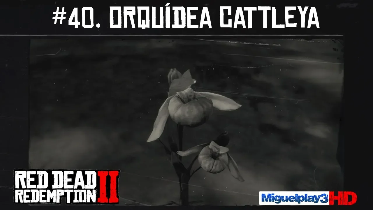 LOCALIZACIÓN MÚLTIPLE ORQUÍDEA CATTLEYA #40.COMPENDIO PLANTAS RED DEAD REDEMPTION 2