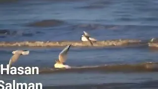 فؤاد غازي يا طير و ناشدك بالله 