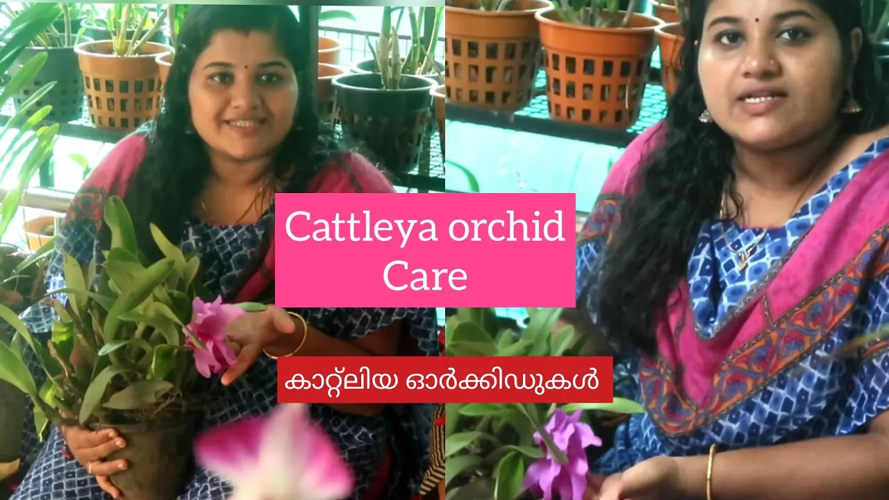 #CATTLEYA ORCHID CARE! HOW TO GROW CATTLEYA ORCHIDS&#; ! കാറ്റ്ലിയ ഓർക്കിഡുകൾ വളർത്തുന്ന വിധം