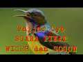 Download Lagu SUARA PIKAT wiceh dan sogon 100% AMPUH