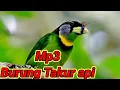 Download Lagu SUARA BURUNG TAKUR API //  BURUNG TAKUR HUTAN BELANTARA PALING UNIK